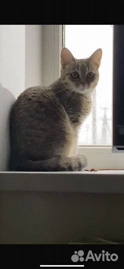 Домашние животные