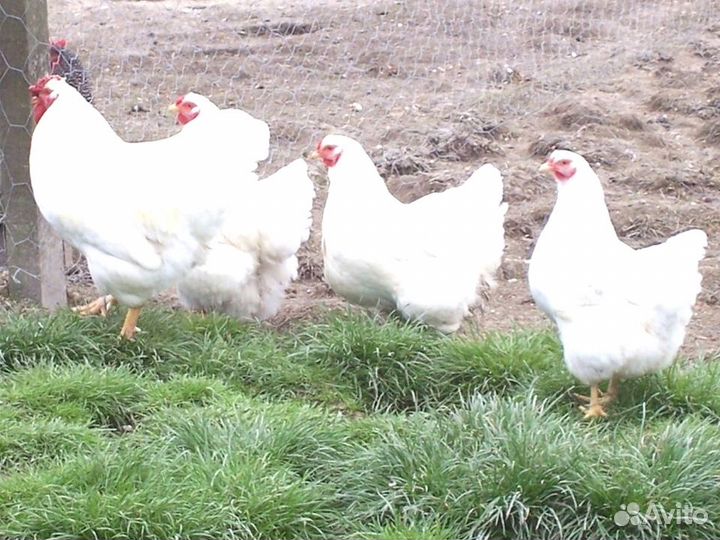Куры несушки