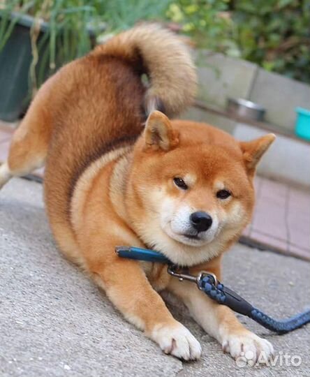 Сиба ину