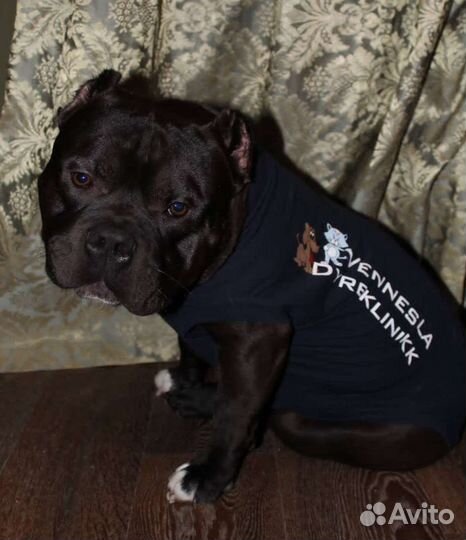 Щенки американского булли покет