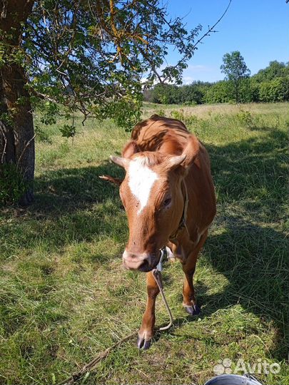 Три голов тёлок не стельной