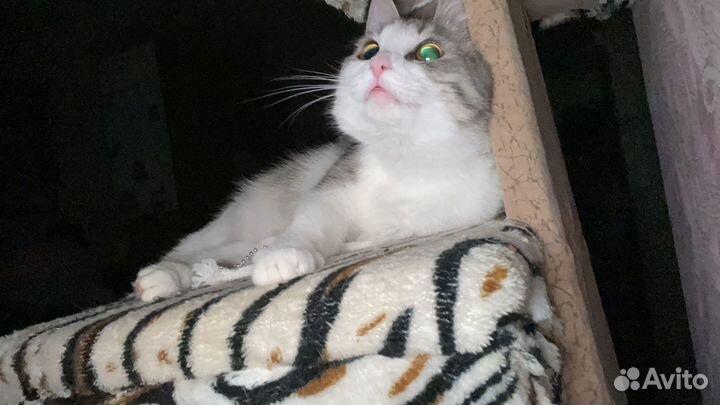 Кошки в добрые руки бесплатно