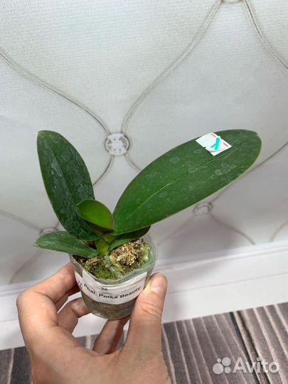 Орхидея Polka Beauty