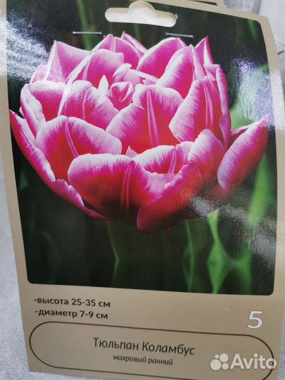 Луковицы тюльпанов