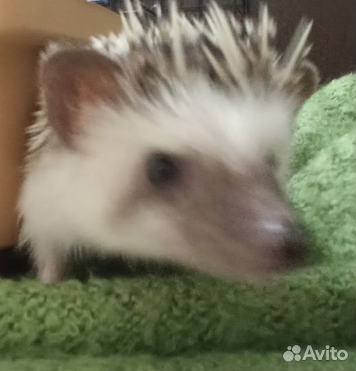 Африканский ежик