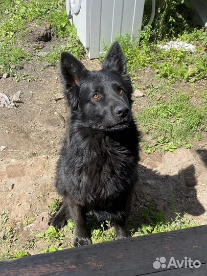 Немецкая овчарка