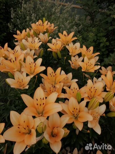 Луковицы лилий и гладиолусов