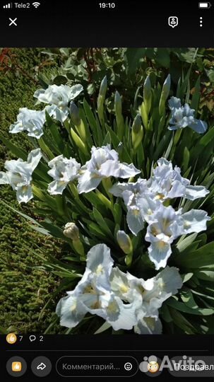 Ирис и многое другое