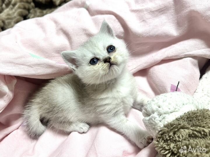 Британская серебристая девочка последняя