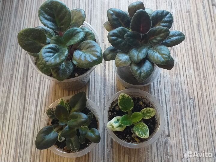 Сортовые фиалки мини и полумини