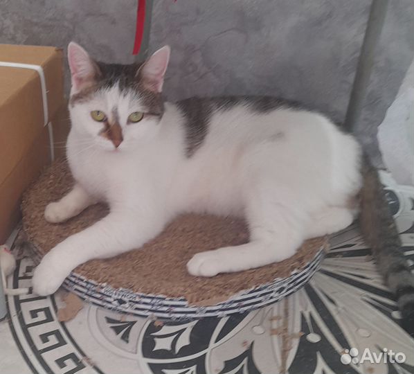 Кастрированный кот