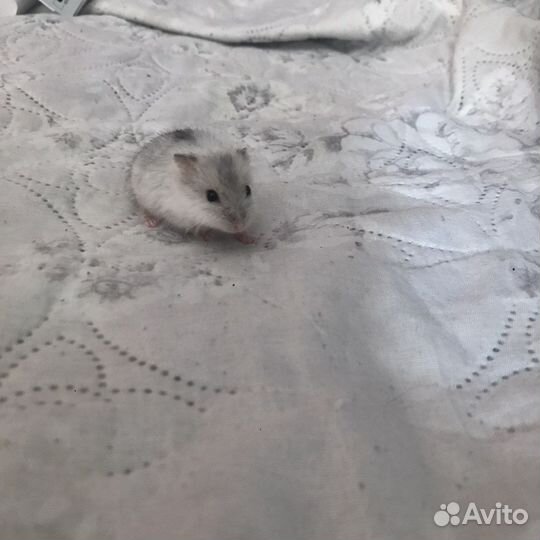 Джунгарский хомяк