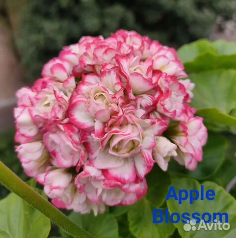 Пеларгония герань сортовая