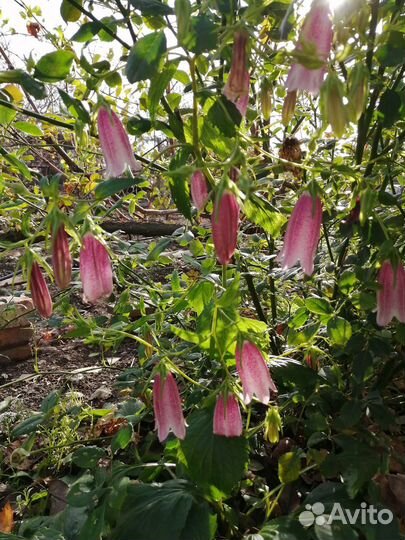 Колокольчики