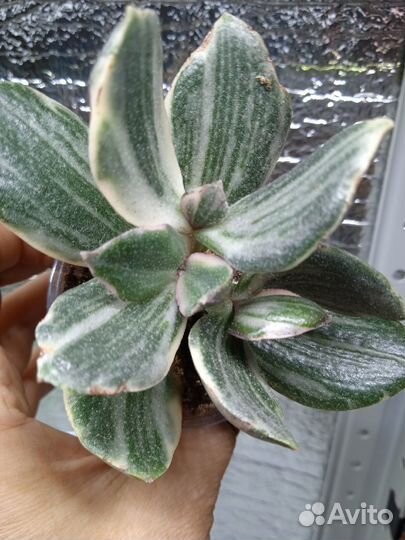 Крассулы и разные суккуленты