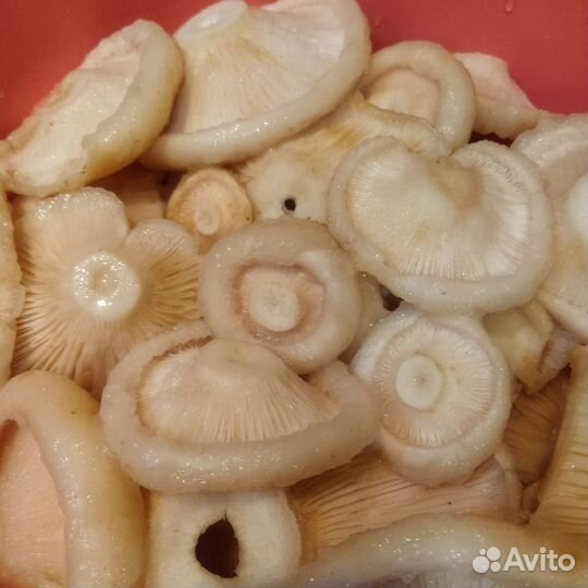 Грибы груздь сырой