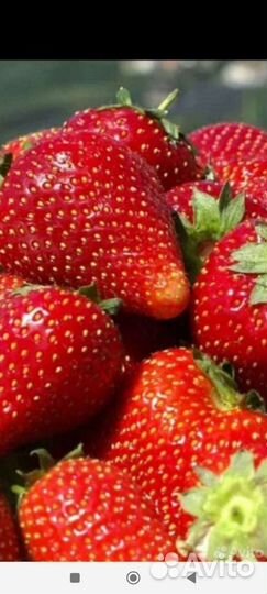 Саженцы клубники