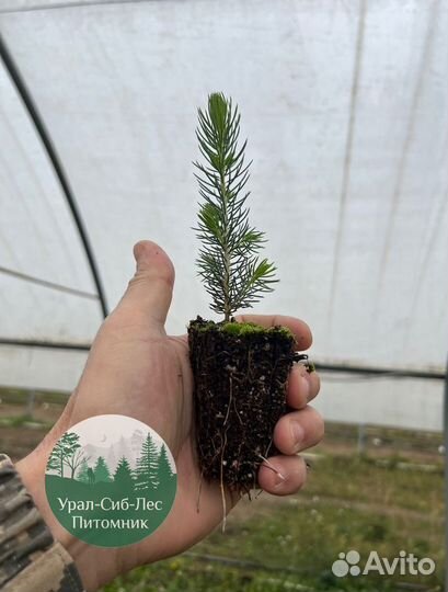 Зкс и окс Сосна Ель Лиственница сеянцы Голуб горн