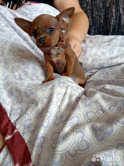 Мини тоечка