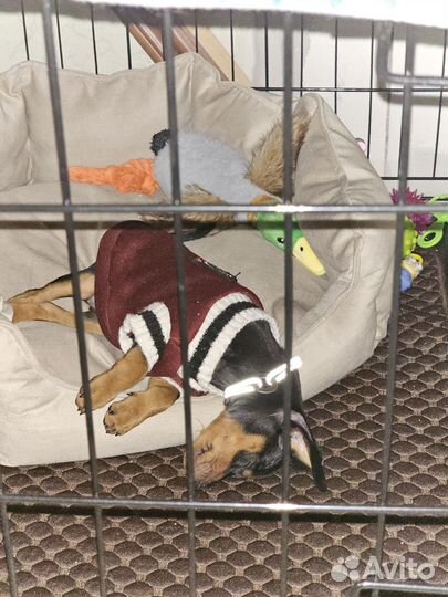 Клетка вольер для собак бу