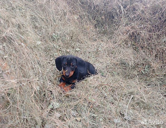 Такса девочка