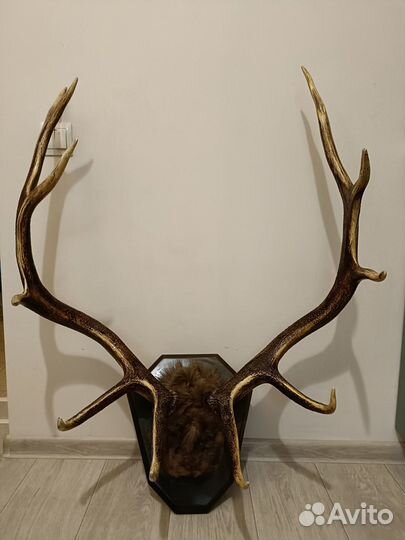 Рога оленя