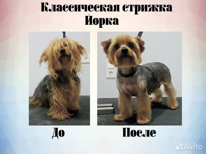 Груминг собак с выездом на дом