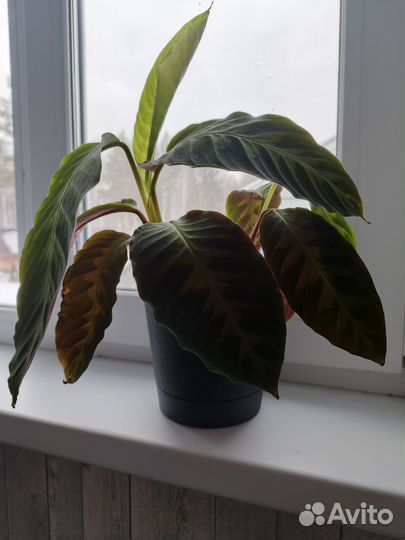 Комнатные цветы взрослые