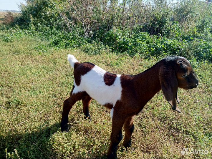 Козленок