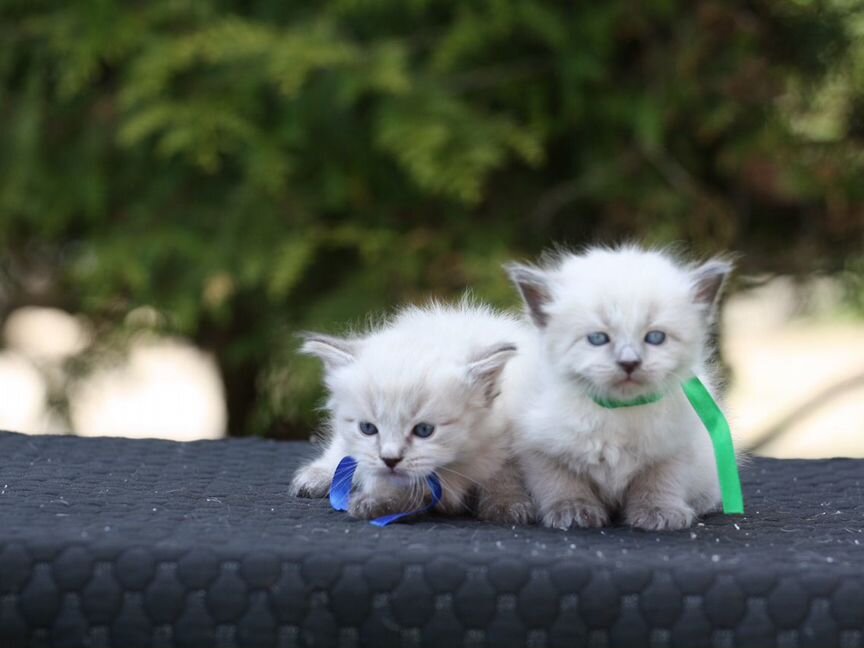 Котята Невской маскарадной