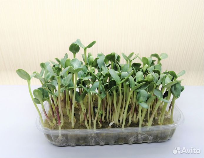 Микрозелень