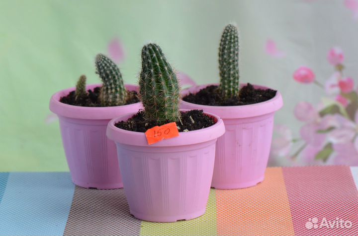 Кактусы в новых горшочках
