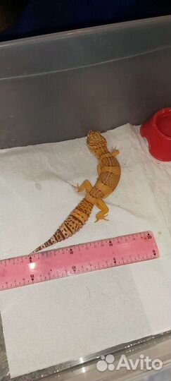 Эублефар самец и самка