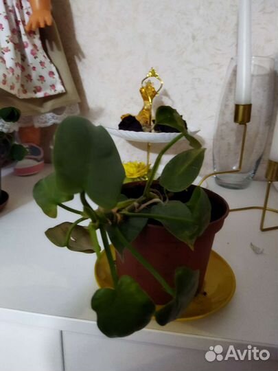 Филодендрон