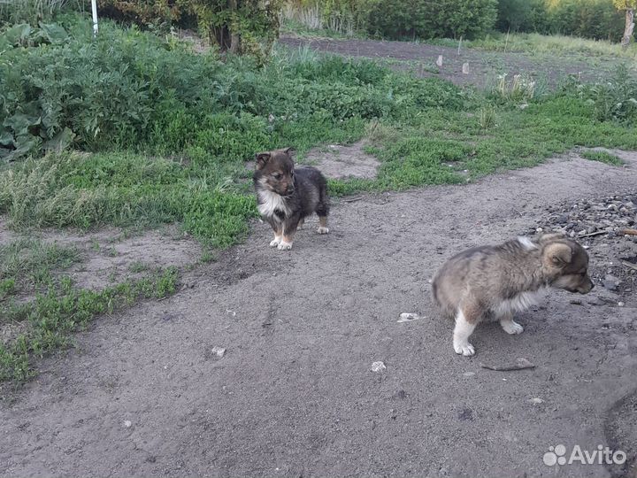 Щенки дворняги