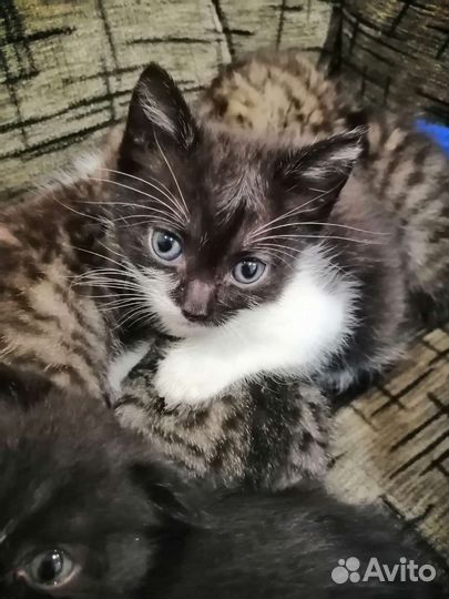 Кошки в добрые руки бесплатно