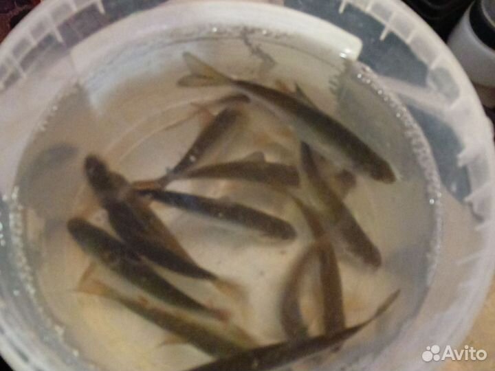 Живец плотва