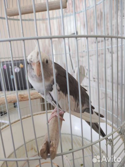 Попугай корелла с клеткой