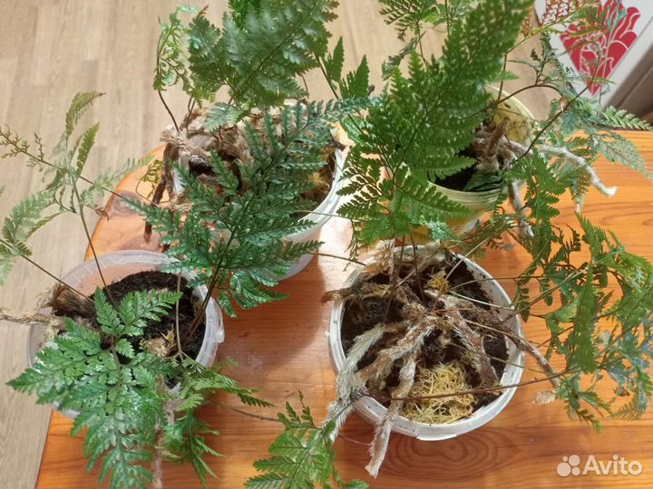 Папоротник Даваллия