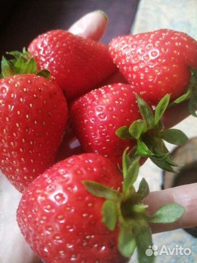 Рассада клубники