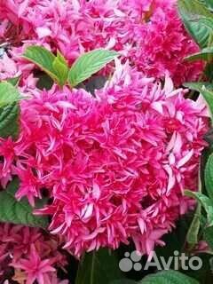 Гортензия принцесса Диана