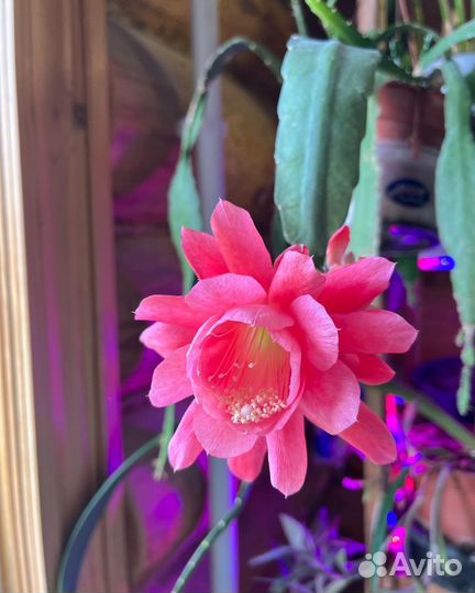 Эпифиллум,традесканции