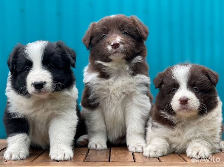 Бордер Колли, щенки