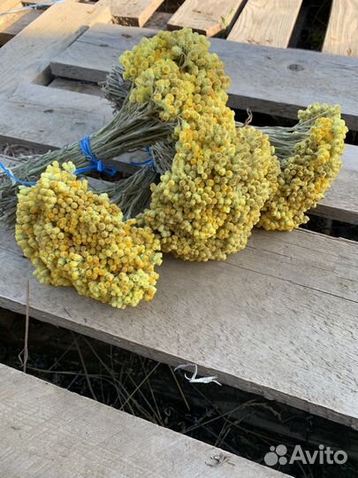 Бессмертник