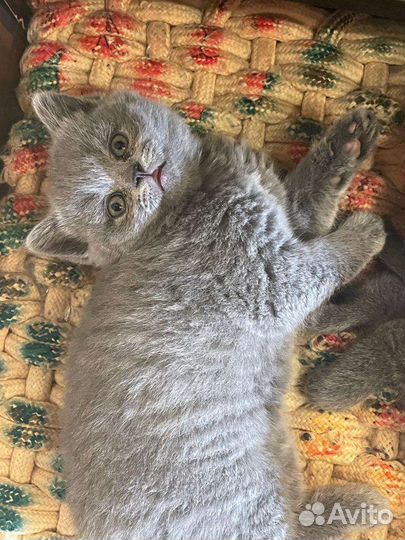 Британские котята