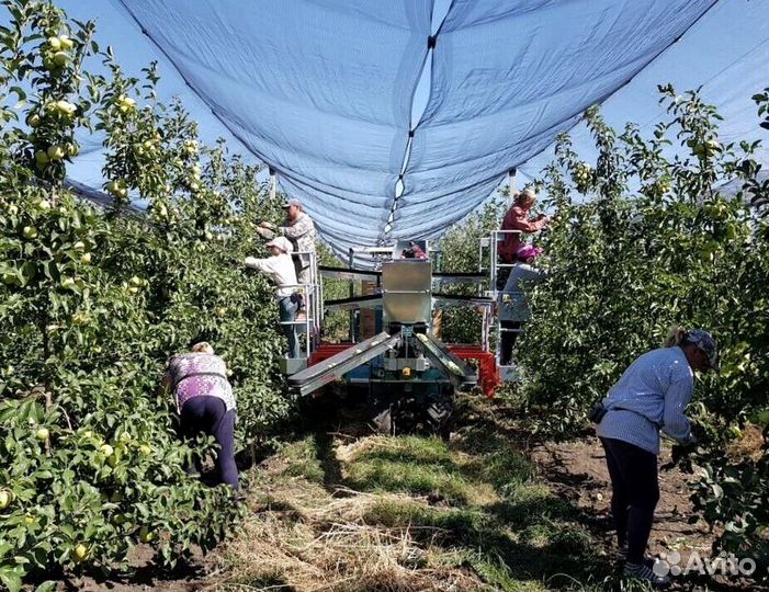 Работник по сборке яблок