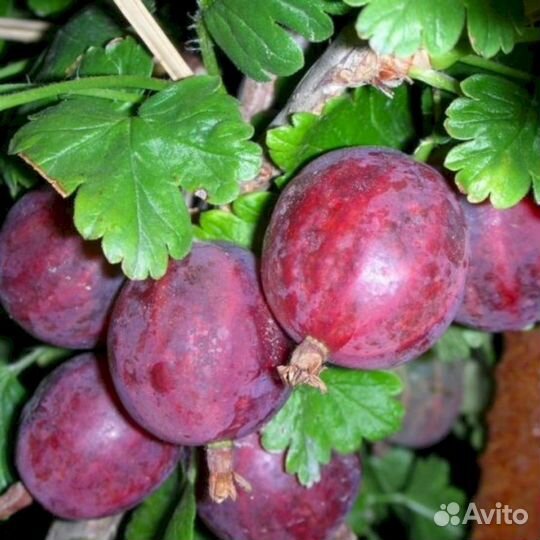 Саженцы крыжовника Колобок