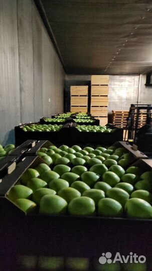 Яблоки оптом