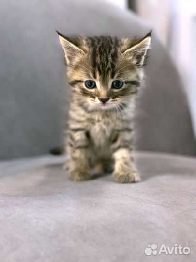 Котята 1мес