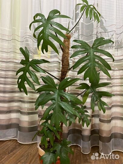 Филодендрон Майо